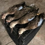 Image 6 of customer photos