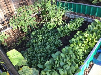 Miracle Gro Garden Soil All Purpose For In Ground Use 1 Cu Ft Walmart Com Walmart Com Miracle Gro Garden Soil All Purpose For In Ground Use 1 Cu Ft Walmart Com Walmart Com