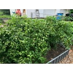 Image 4 of customer photos