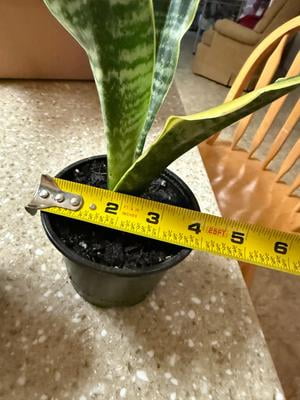 is aloe a succulent Aloe aristata | Aristaloe Aristata