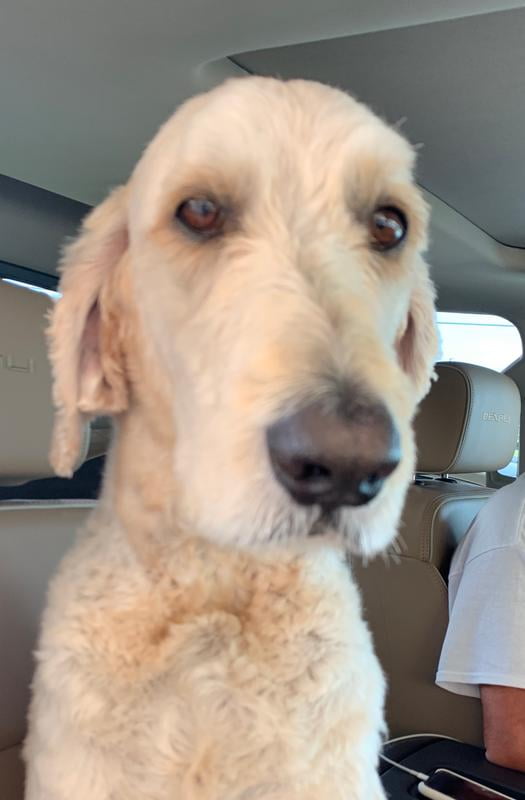 member's mark grain free salmon and pea dog food reviews