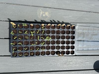 Customer reviews for Ferry Morse Pro-Hex Seed Starting Tray 72