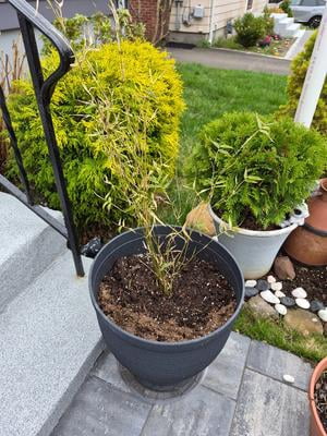 Bambusa Multiplex Green Hedge Bamboo - 3 Live Non-Invasive