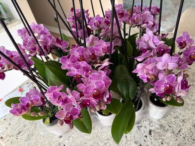 Just Add Ice 20-Pack Mini Assorted Pink Orchids Live Plant Party