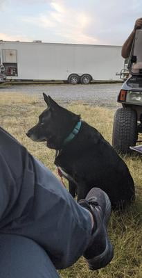 purina lamb and rice walmart