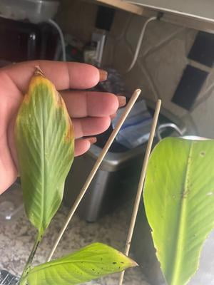 Bountiful Garden Nursery, Ensete Maurelii Red Abyssinian Banana
