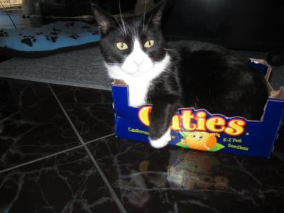 yesterday's news litter walmart