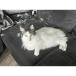 Image 7 of customer photos