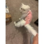 Image 7 of customer photos