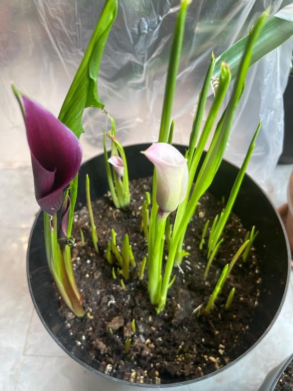 Member's Mark Calla Lily Pink & Yellow Blend Dormant Bulbs, 9pk