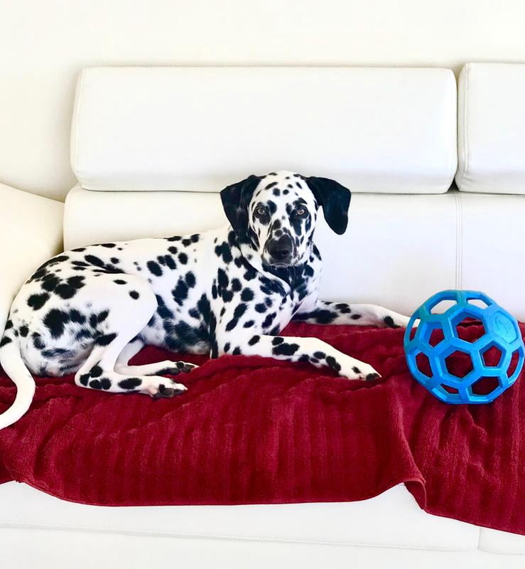 purina one large breed puppy walmart