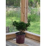 Image 5 of customer photos