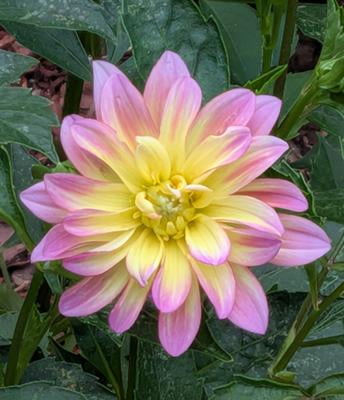 Expert Gardener Dahlia Pacific Ocean Set of 2 Dormant Bulbs Full