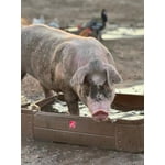 Image 5 of customer photos