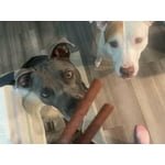 Image 4 of customer photos