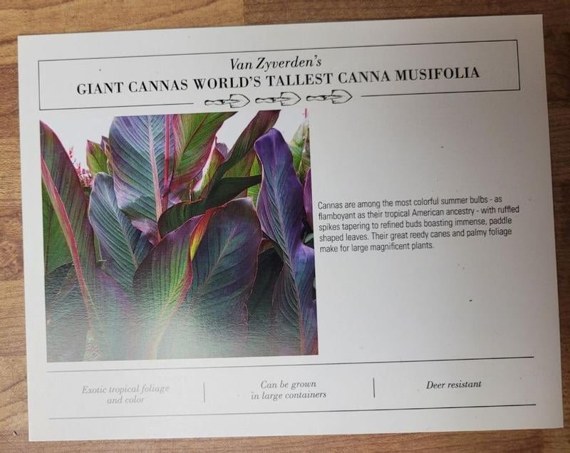 Van Zyverden Giant Cannas World's Tallest Cannas Musifolia Set of