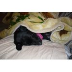 Purina ALPO Chop House Filet Mignon, Roasted Chicken & Top