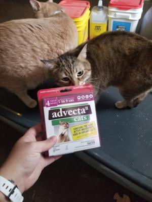 advantix for cats walmart