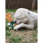 Image 5 of customer photos