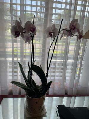 Mainstays 6”D x 6”H Round Ceramic Orchid Planter, White for Small