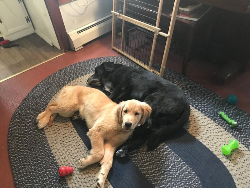 purina pro plan puppy large breed walmart