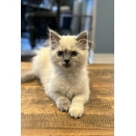 Image 3 of customer photos