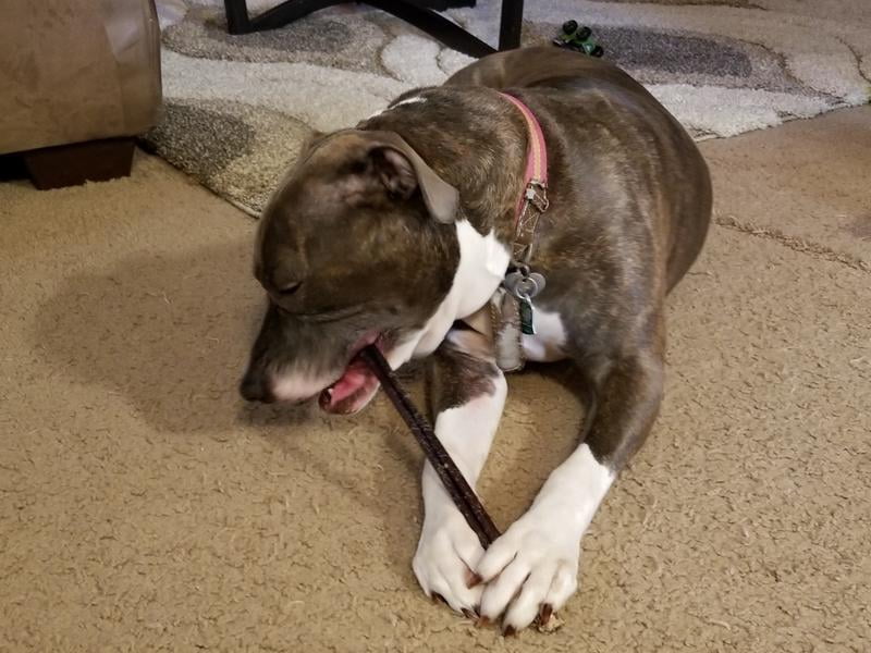 cadet bully sticks walmart