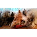 Image 6 of customer photos