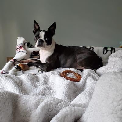 vibrant life extra soothing dog shampoo