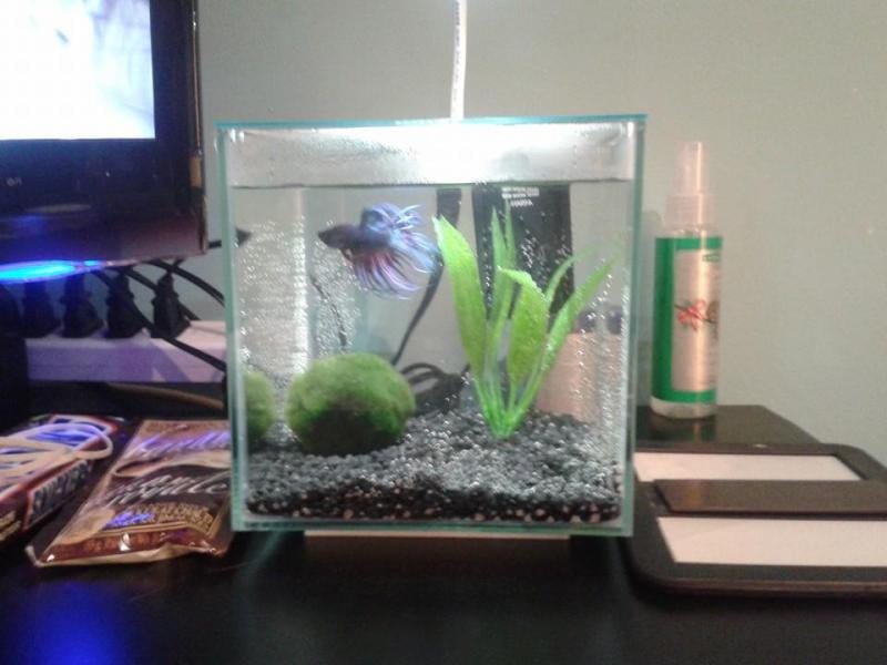 marina betta tank