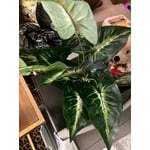 Image 2 of customer photos