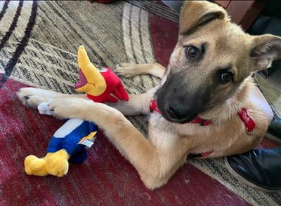 woody woodpecker dog toy