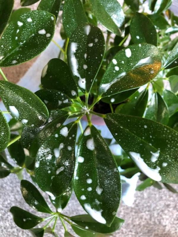 Garten Gl & uuml ⁇ ck Plant Leaf Shine Spray - قطر