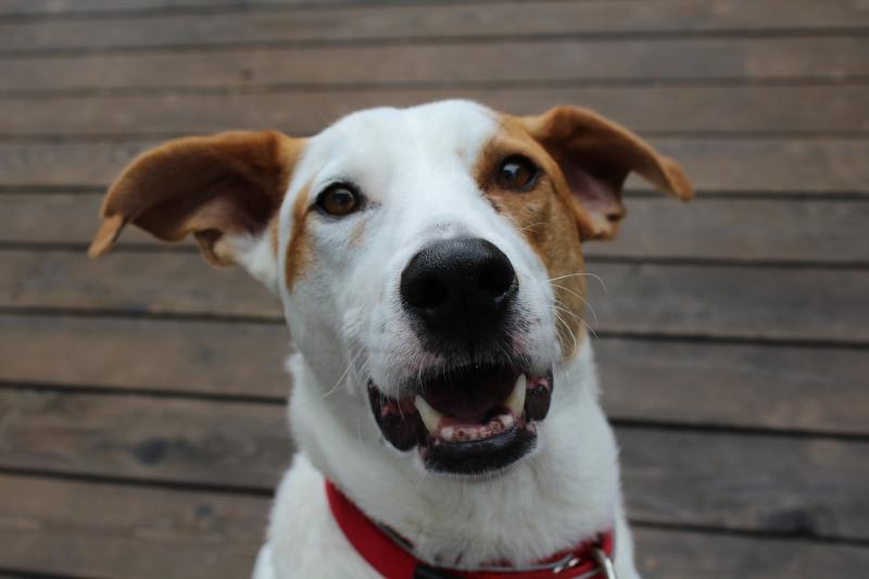milk bone 10 lb walmart