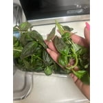 Image 7 of customer photos