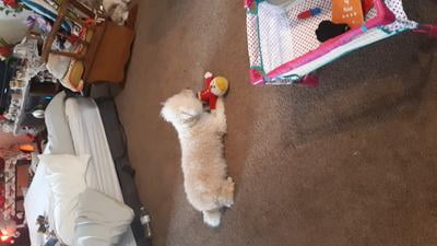 mr bill talking dog toy