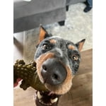 Image 6 of customer photos