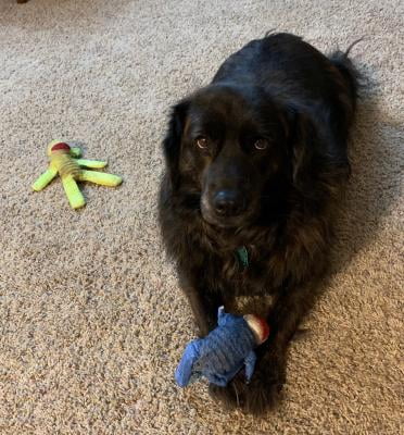 sock monkey dog toy walmart