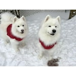 Image 6 of customer photos