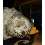 Image 6 of customer photos