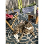 Image 4 of customer photos