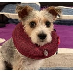 Image 5 of customer photos