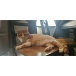 Image 5 of customer photos