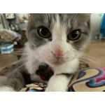 Image 5 of customer photos