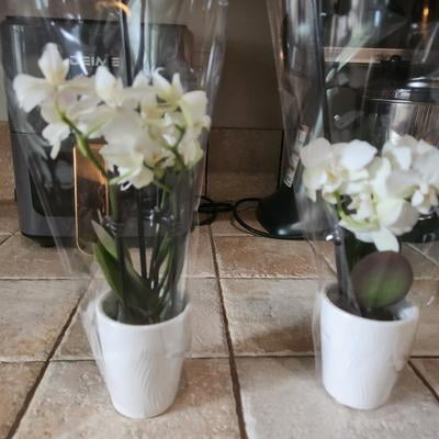 Just Add Ice 20-Pack Mini Assorted White Orchids Live Plant Party
