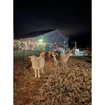 Image 3 of customer photos