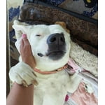 Image 3 of customer photos