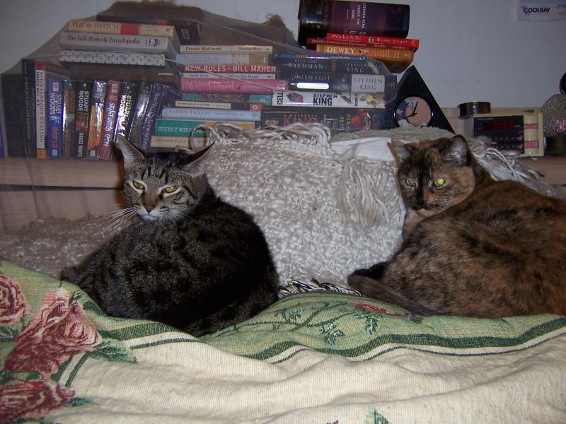 amazing cat litter walmart