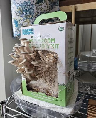 Back to the Roots Organic Pearl Oyster Mushroom Mini Grow Kit