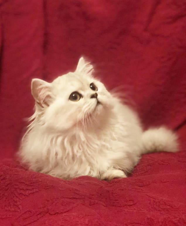 amazing cat litter walmart